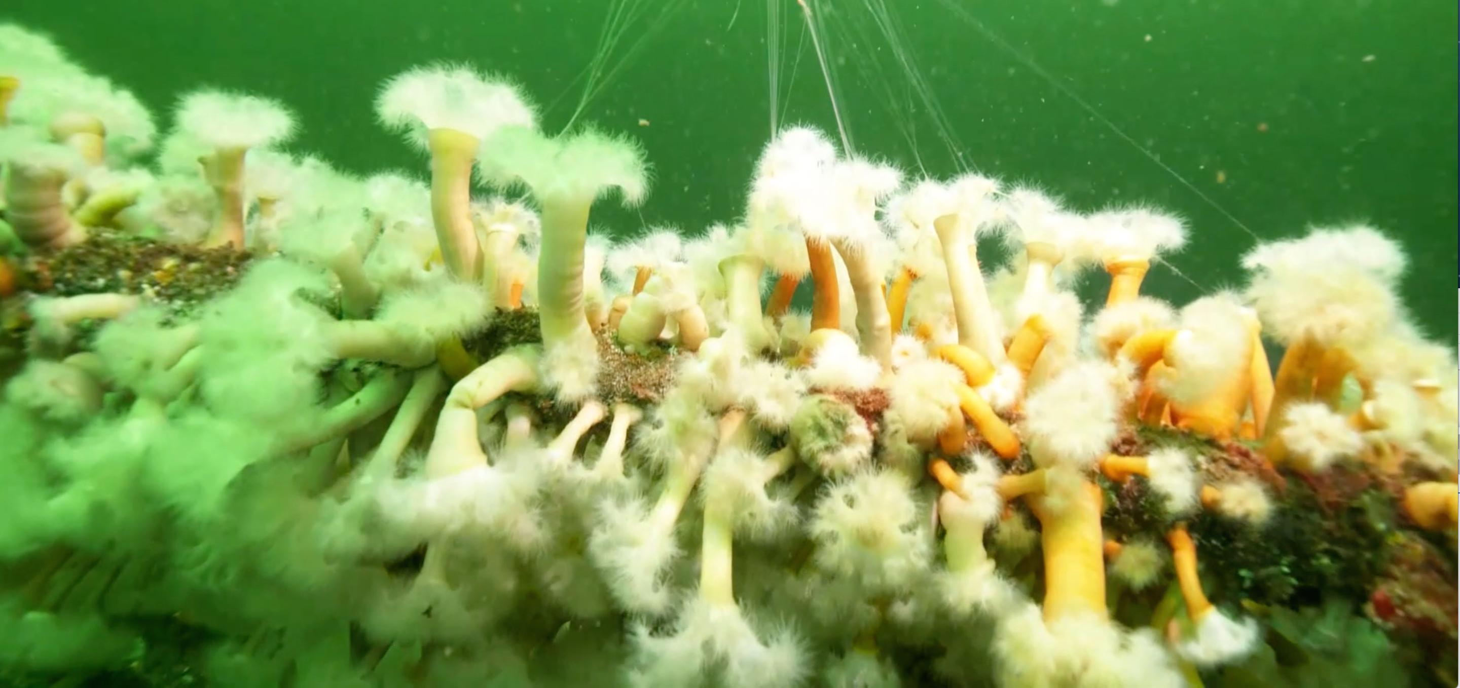 Flowers of the Sea - plumose Anenomes