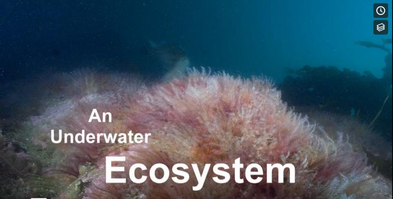 Underwater Ecosystem
