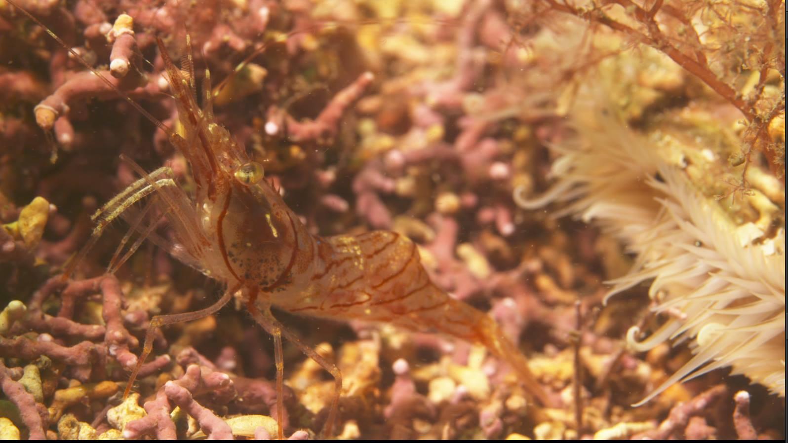 Maerl the Pink Seaweed and the shrimp