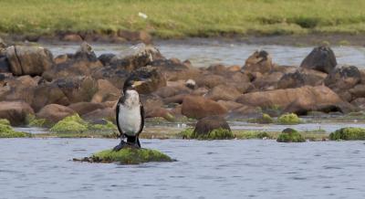 Young Cormorant Reiff Loch 